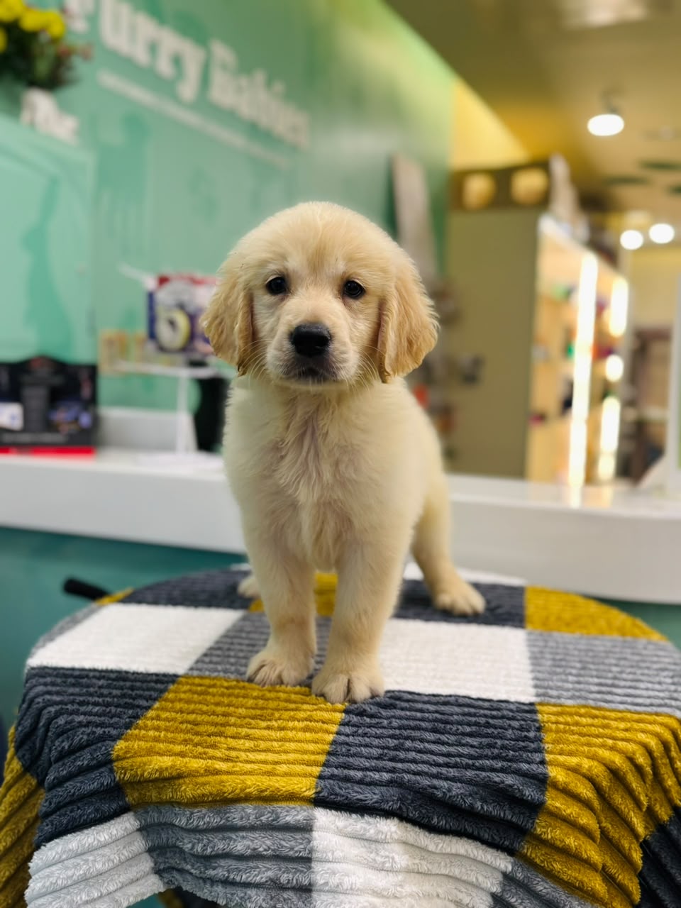 GOLDEN RETRIEVER