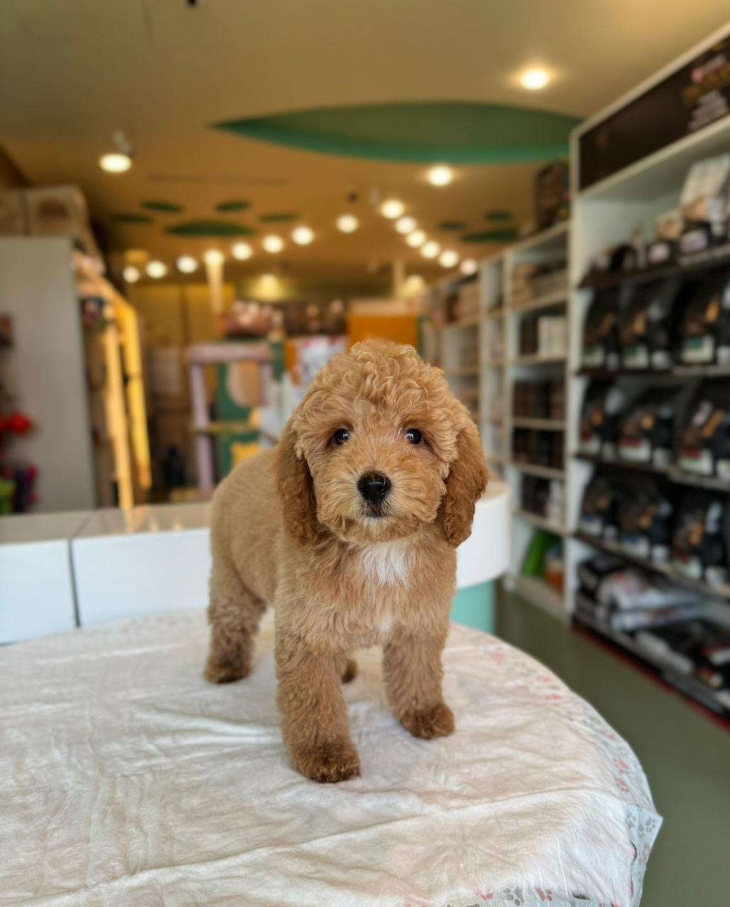 Golden Doodle Puppies