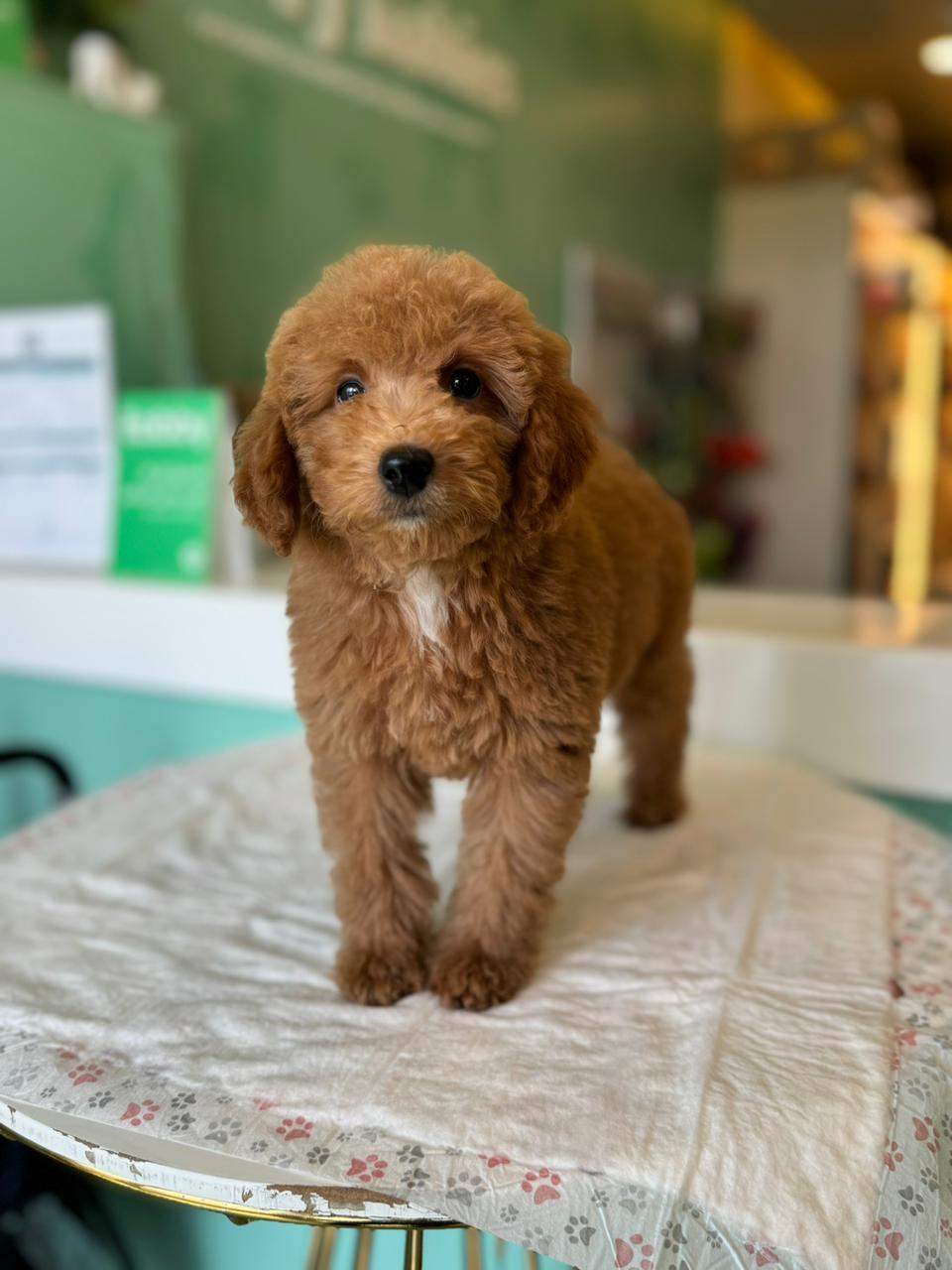 Golden Doodle Puppies