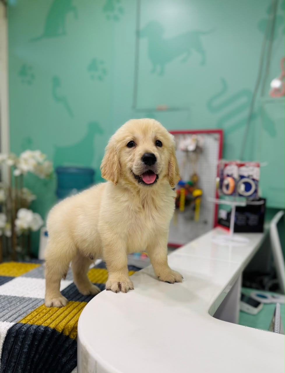 GOLDEN RETRIEVER