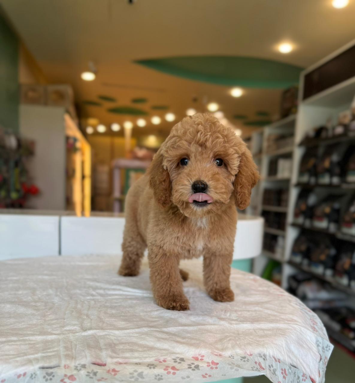 Golden Doodle Puppies