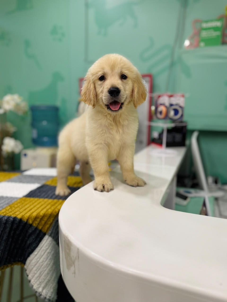 GOLDEN RETRIEVER