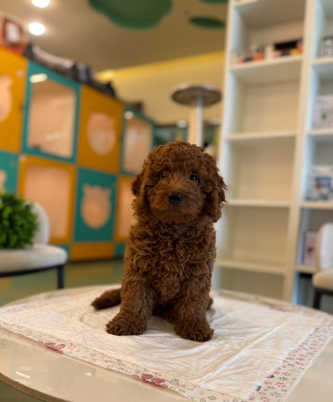 Golden Doodle