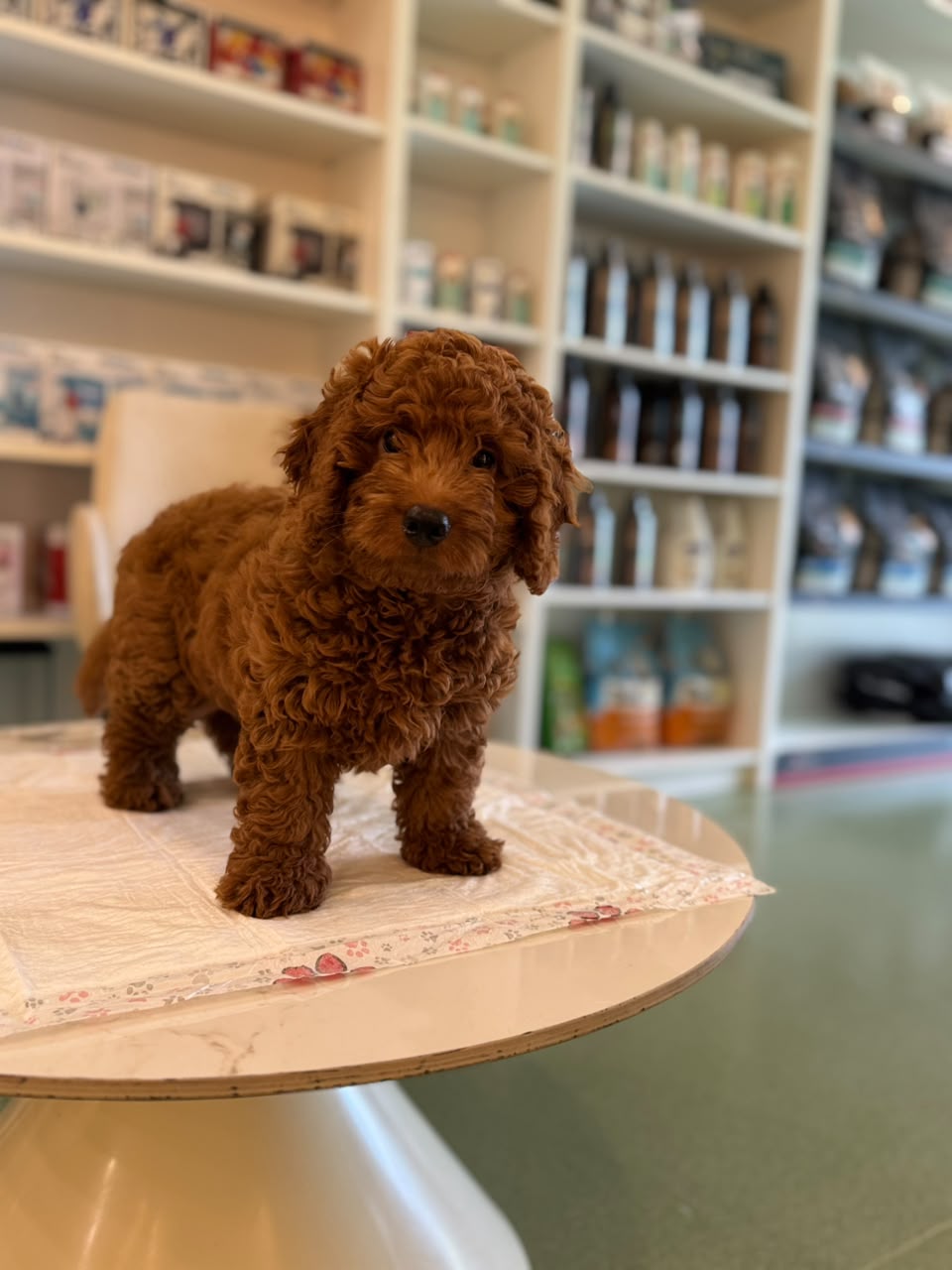 Golden Doodle