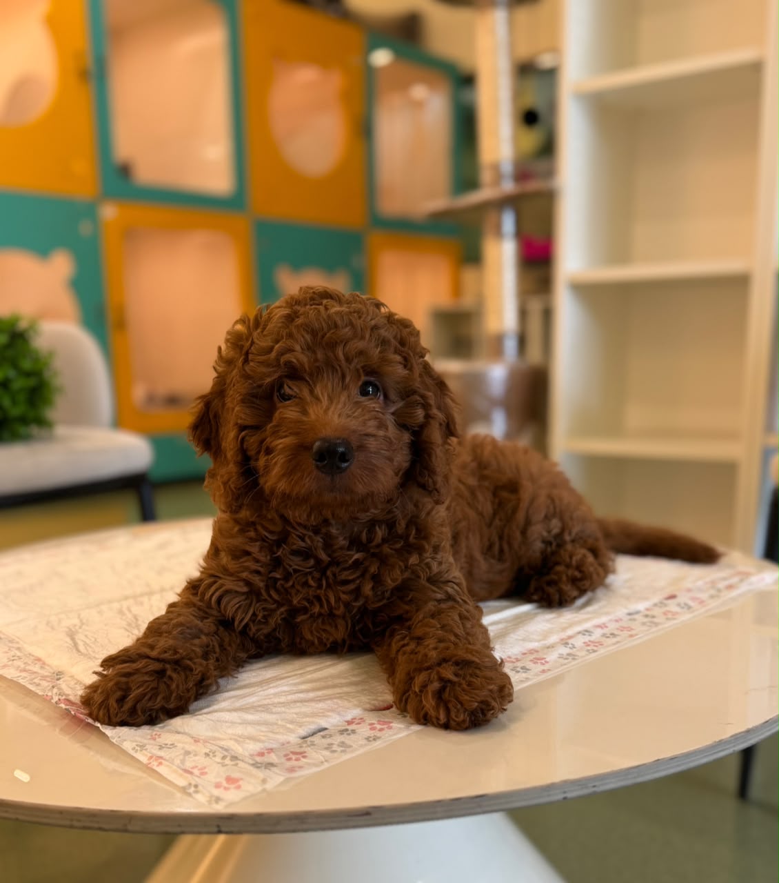 Golden Doodle
