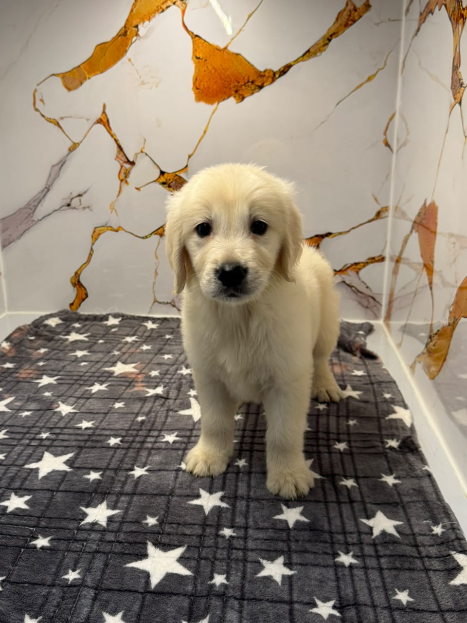 GOLDEN RETRIEVER