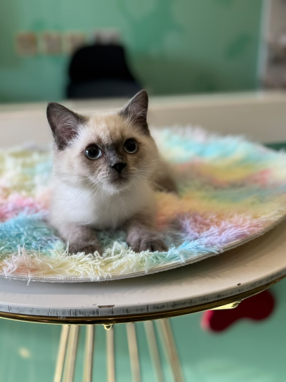 HIMALAYAN