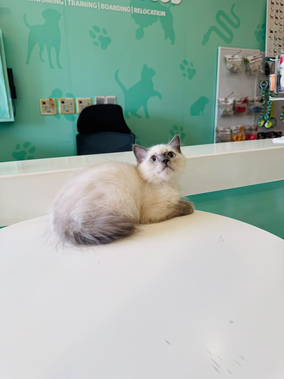 HIMALAYAN