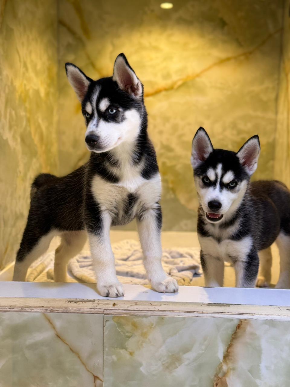 SIBERIAN HUSKY