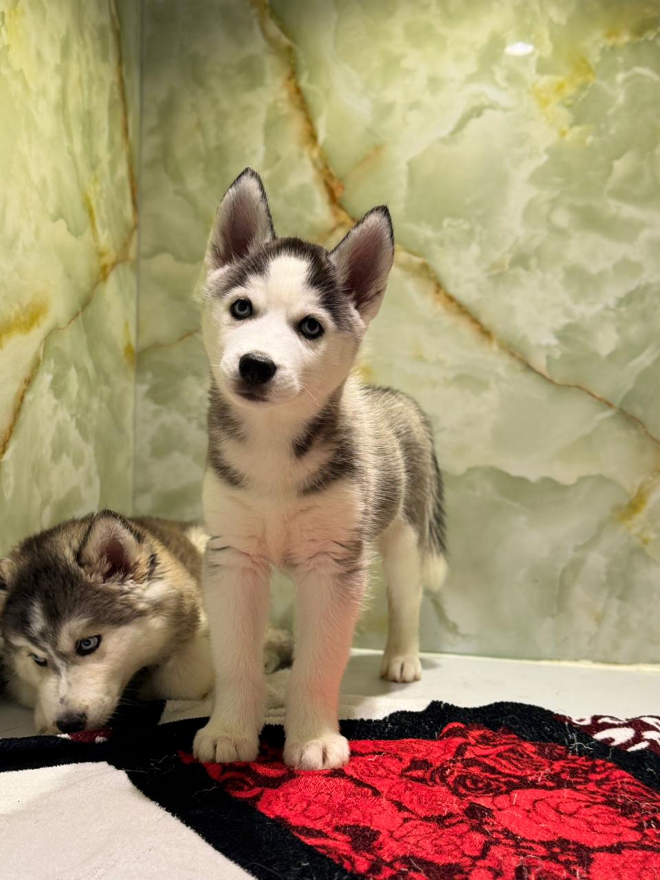 SIBERIAN HUSKY