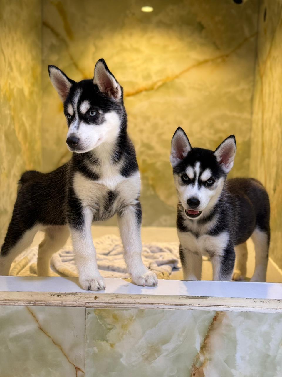 SIBERIAN HUSKY