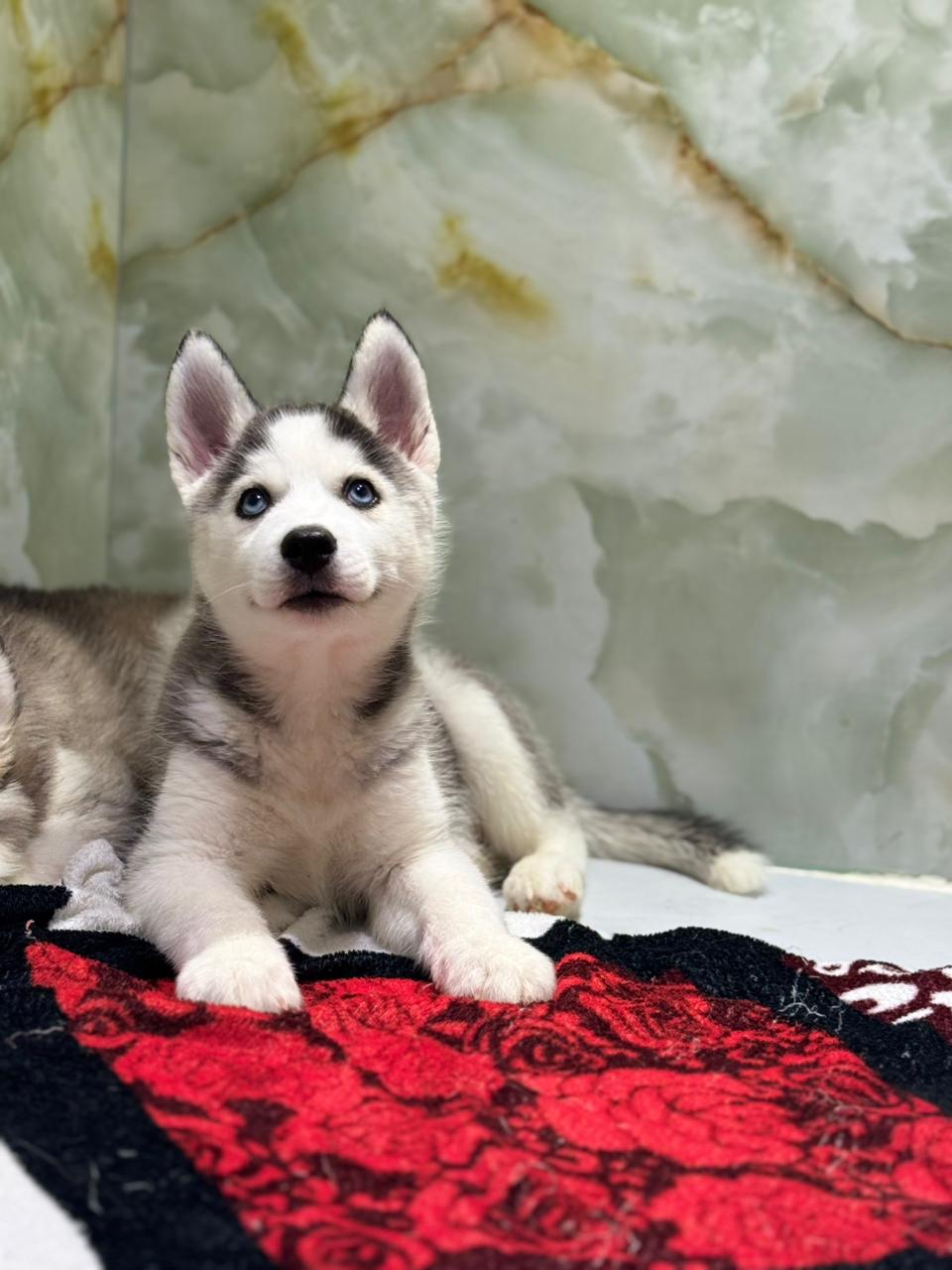 SIBERIAN HUSKY
