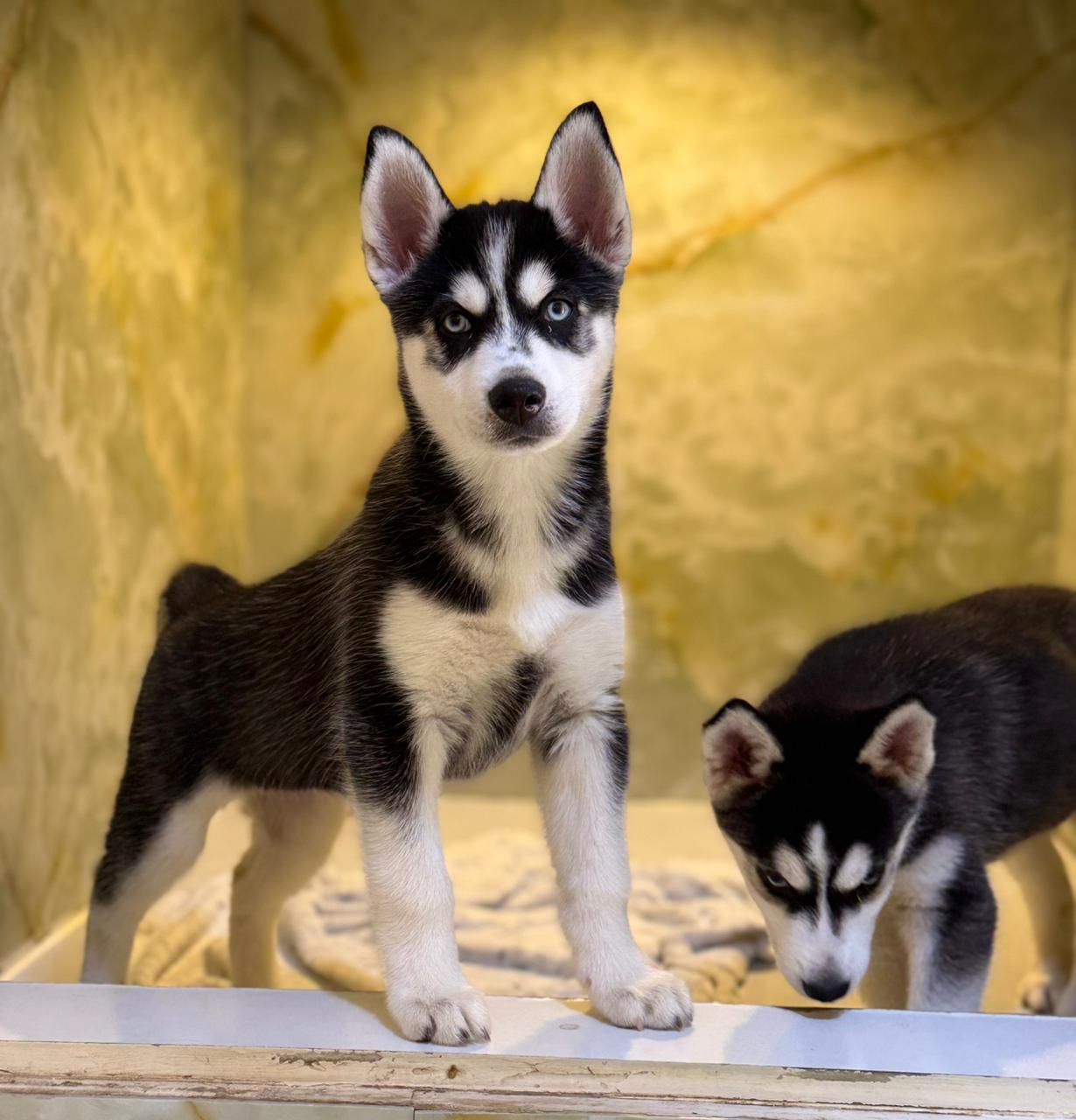 SIBERIAN HUSKY