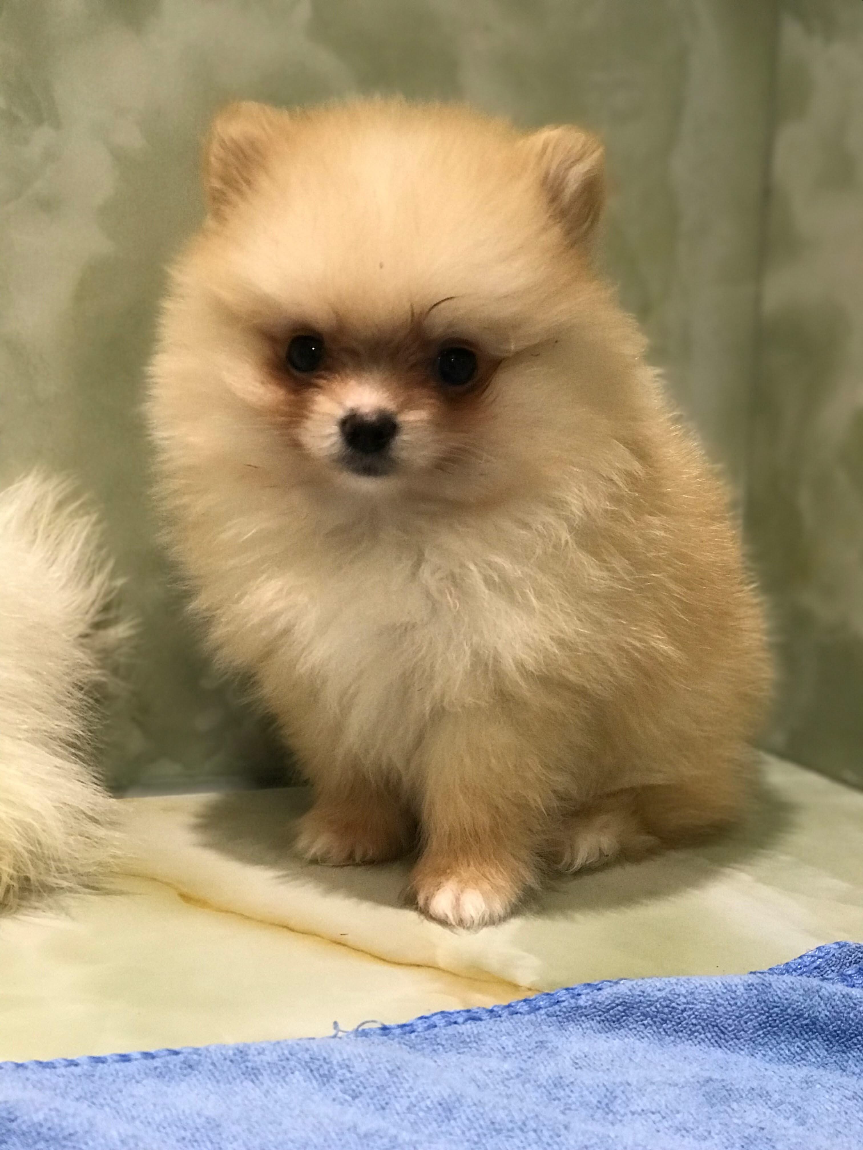 Female Pomeranian Kijiji Teacup Pomeranian Exotic Pomeranian