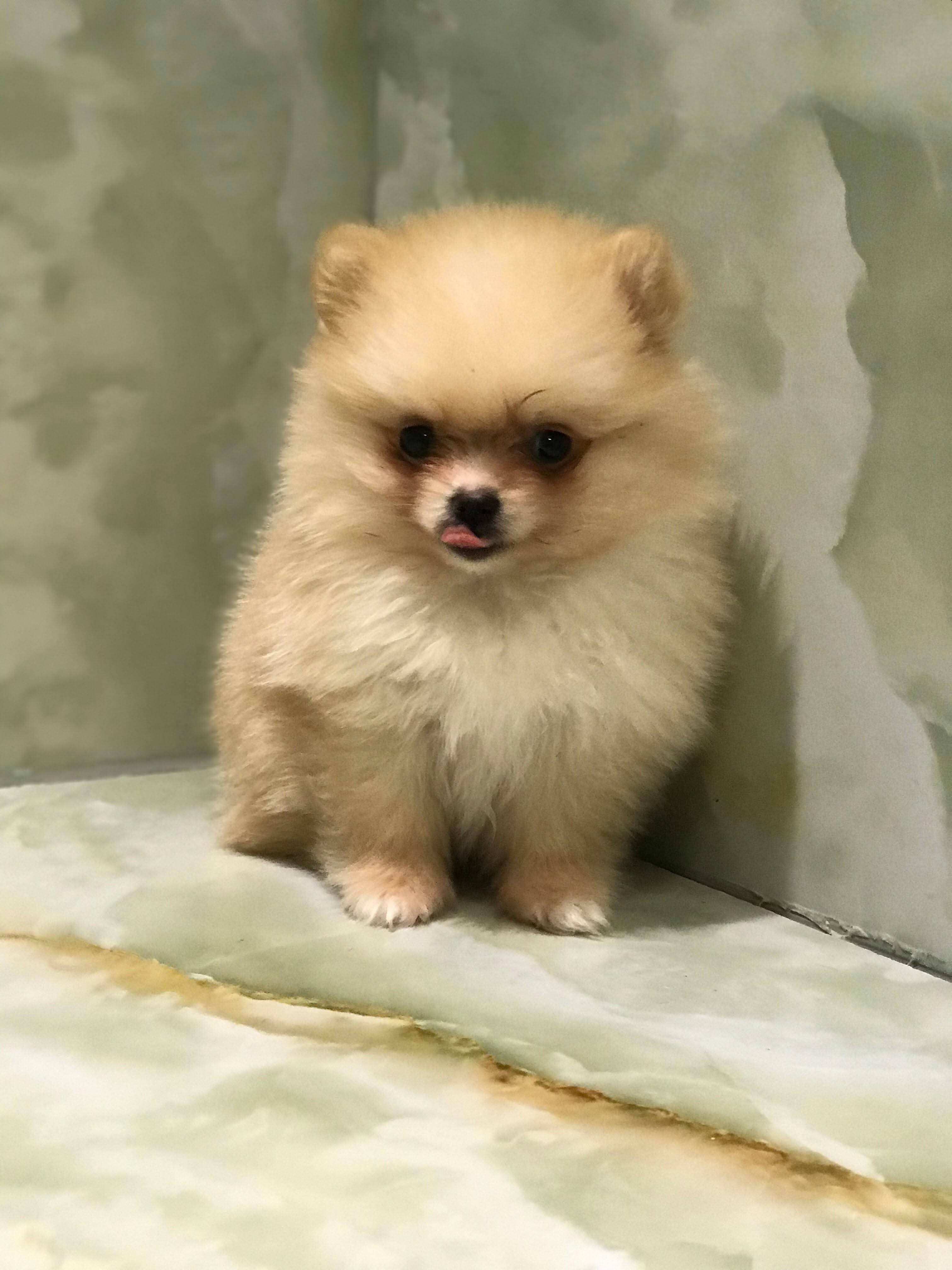 Teacup Pomeranian Puppy – Furry Babies Animals Trading