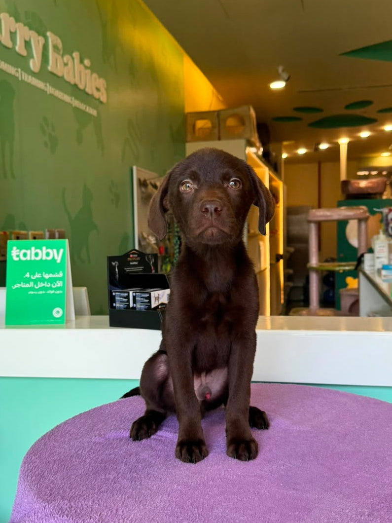 Labrador Puppy