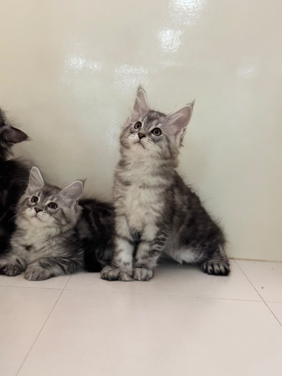 MAINECOON