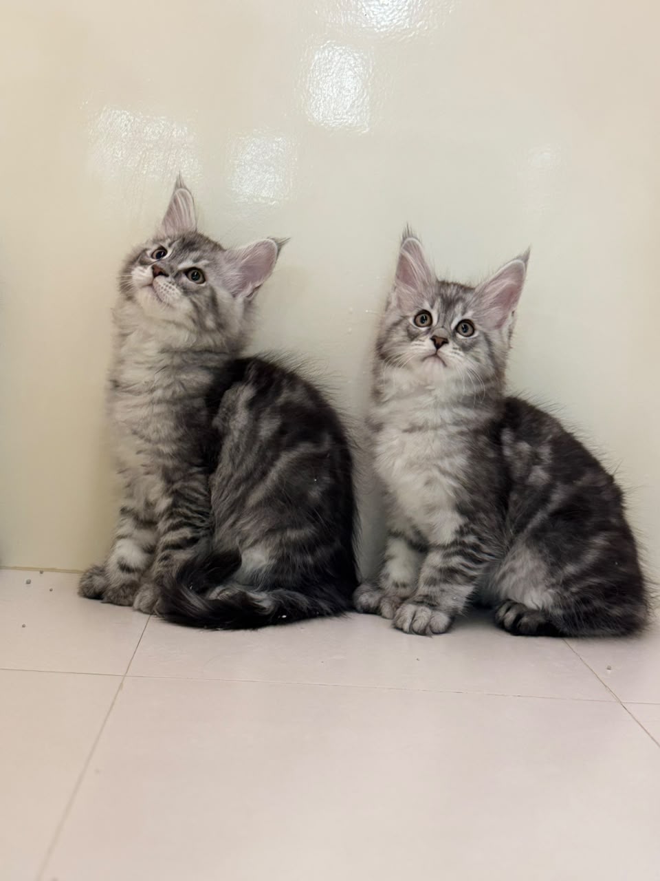 MAINECOON