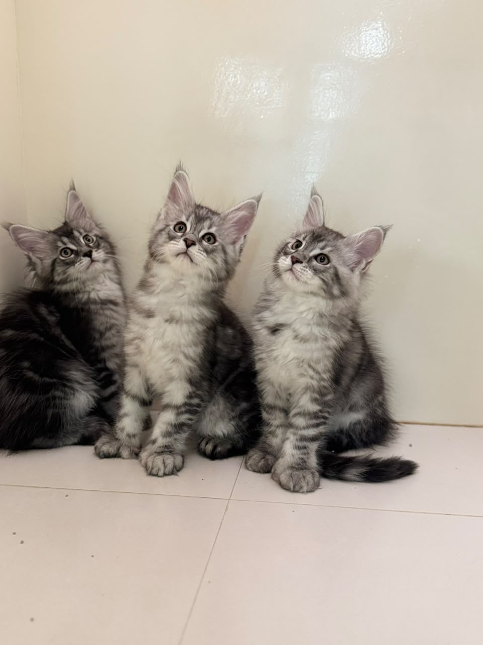 MAINECOON