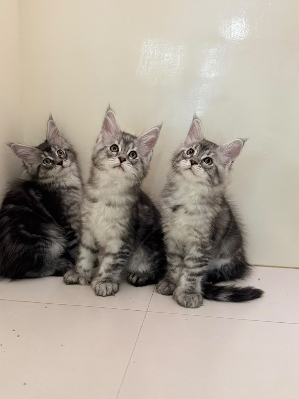 MAINECOON