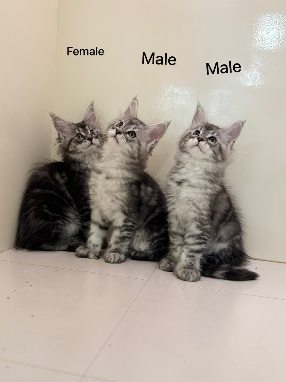 MAINECOON