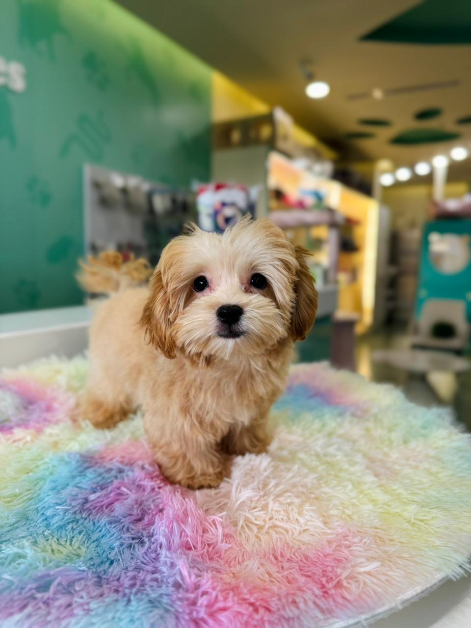 Teacup Maltipoo