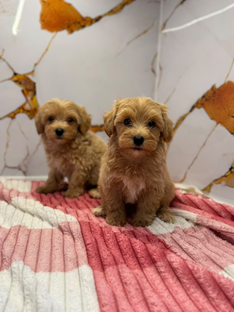 TOY MALTIPOO