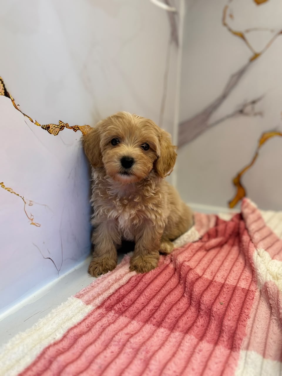TOY MALTIPOO