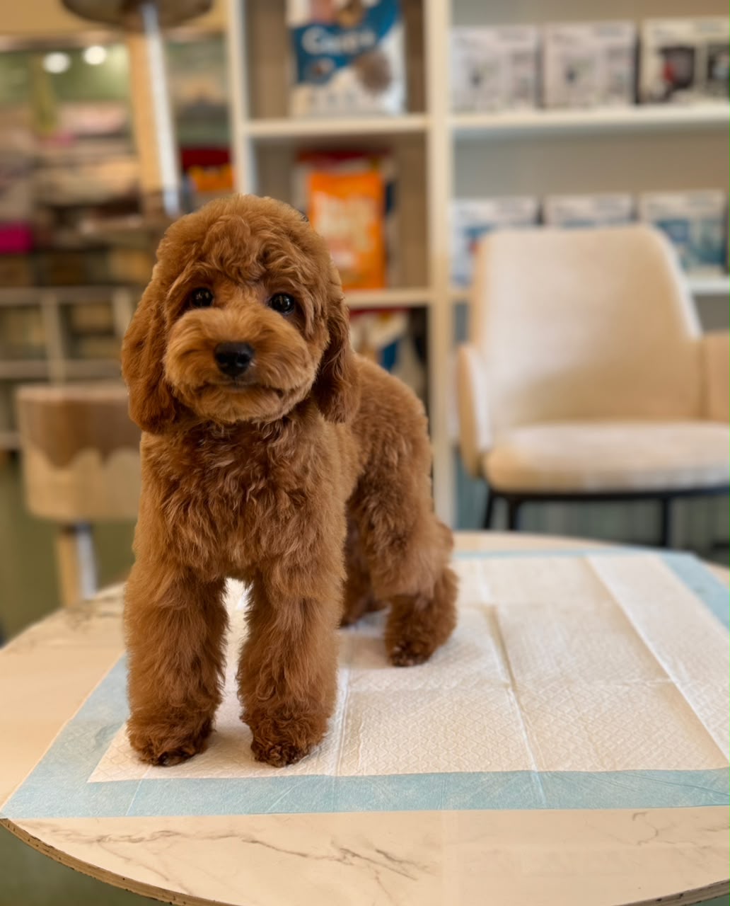 CAVAPOO
