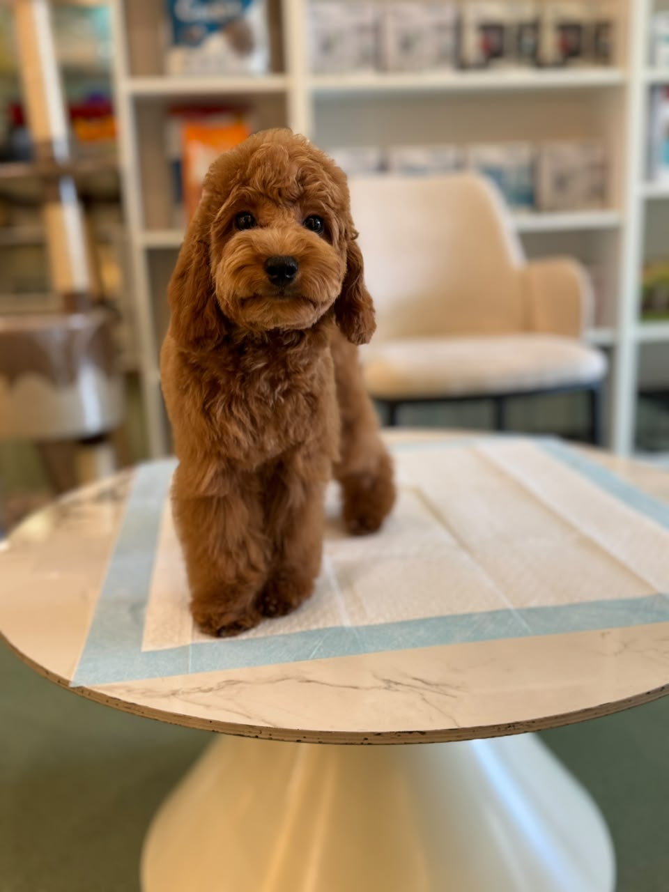 CAVAPOO