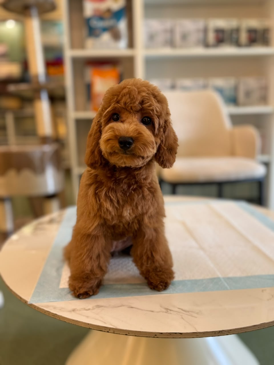 CAVAPOO