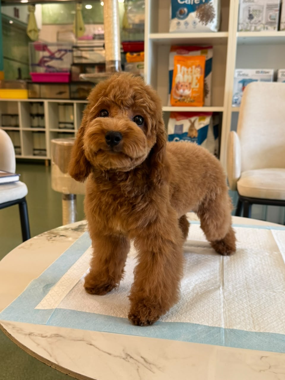 CAVAPOO