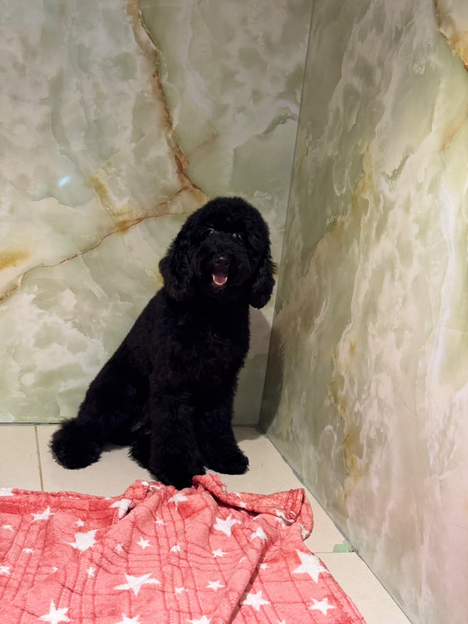 POODLE