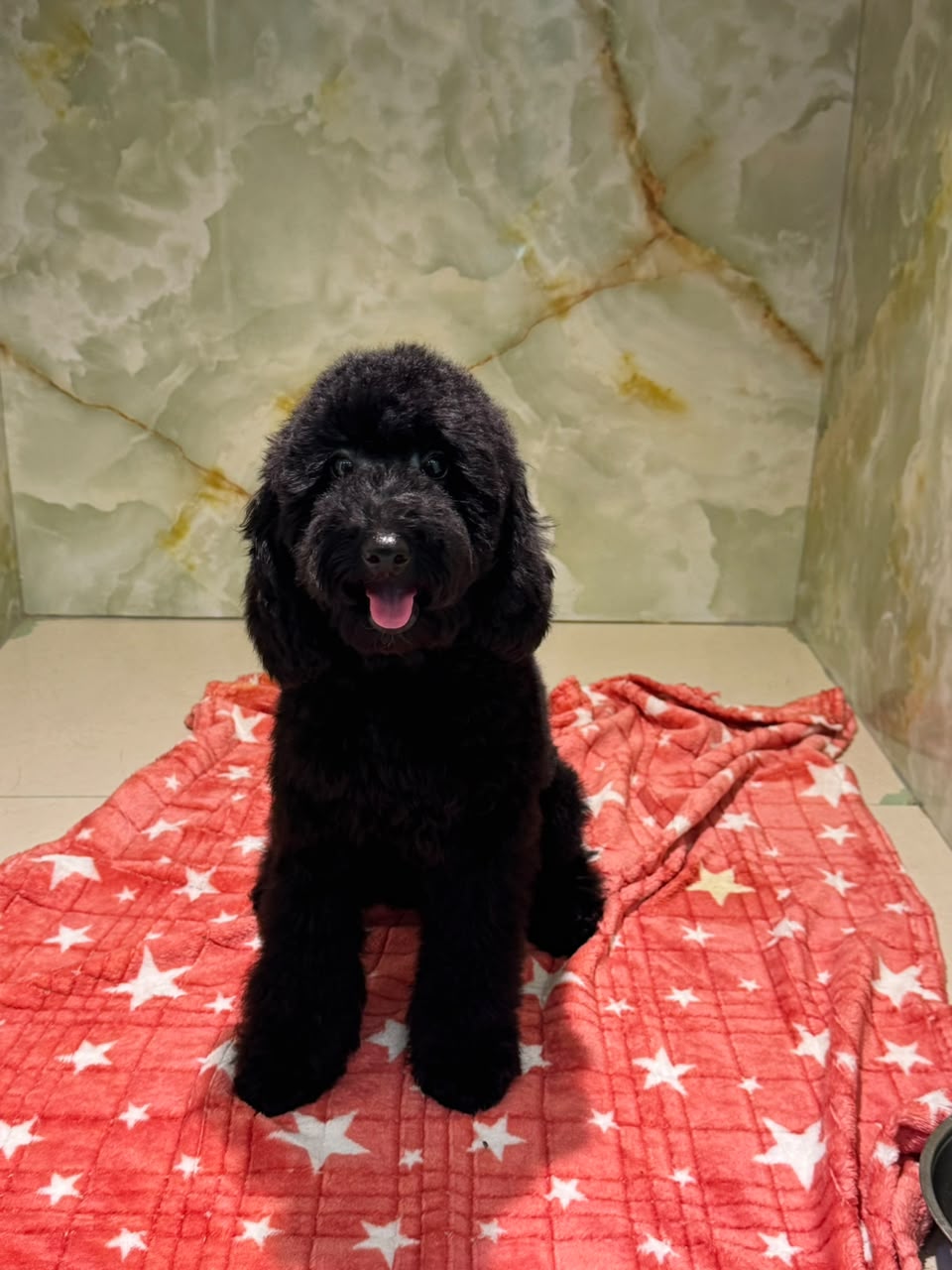 POODLE