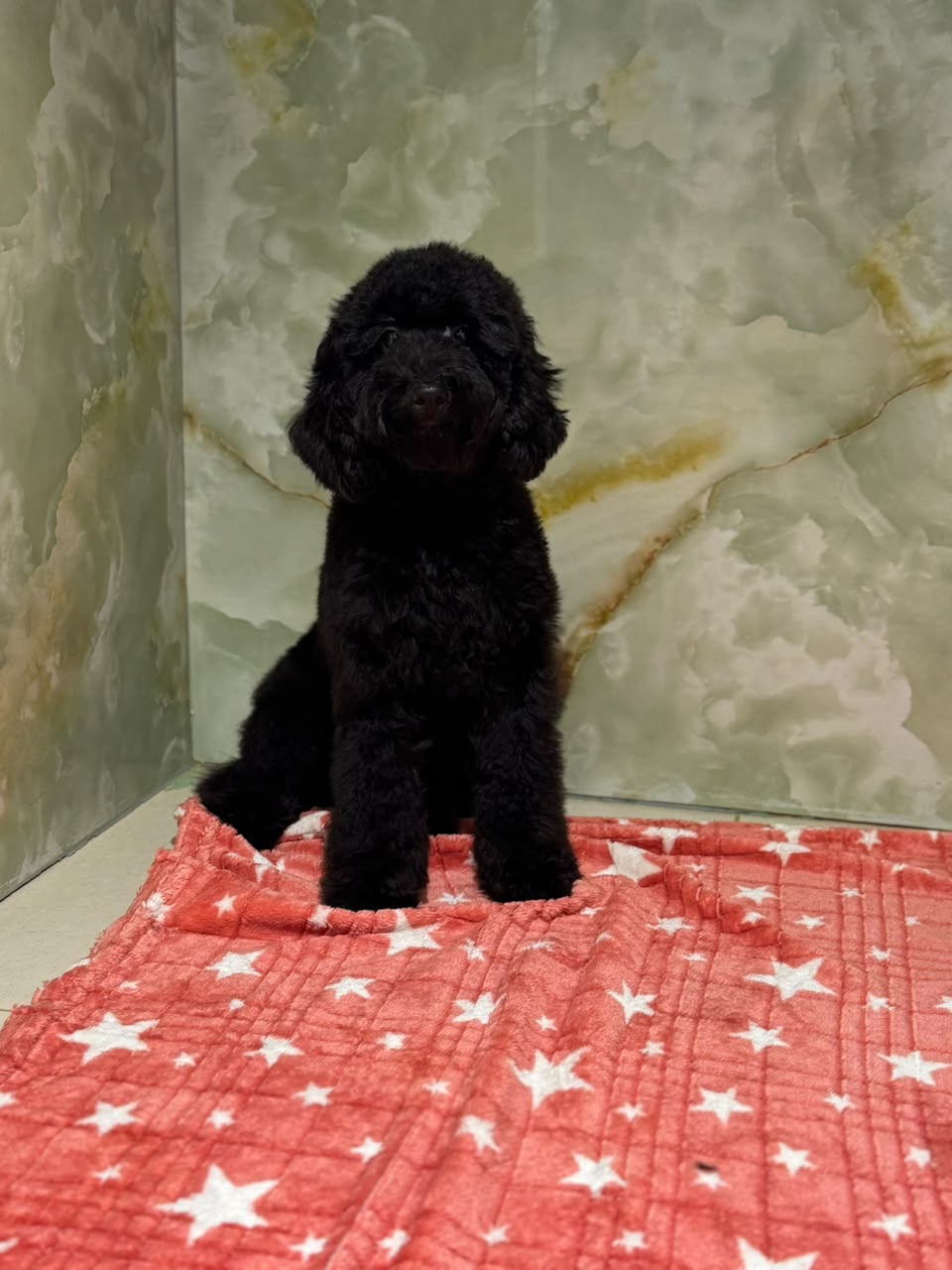 POODLE
