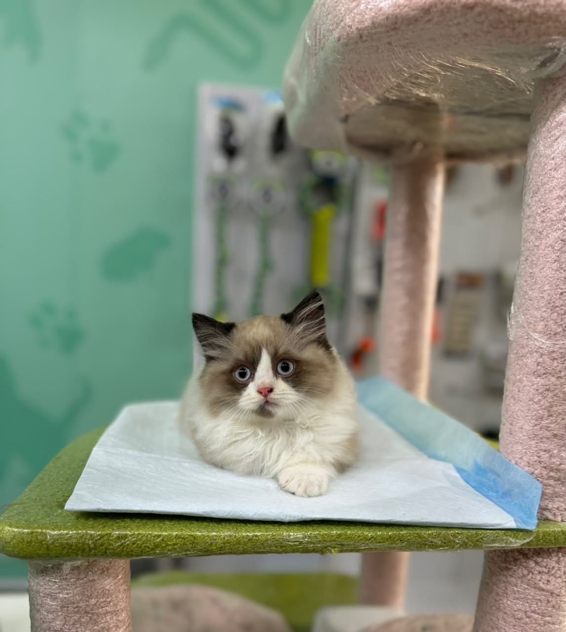 RAGDOLL