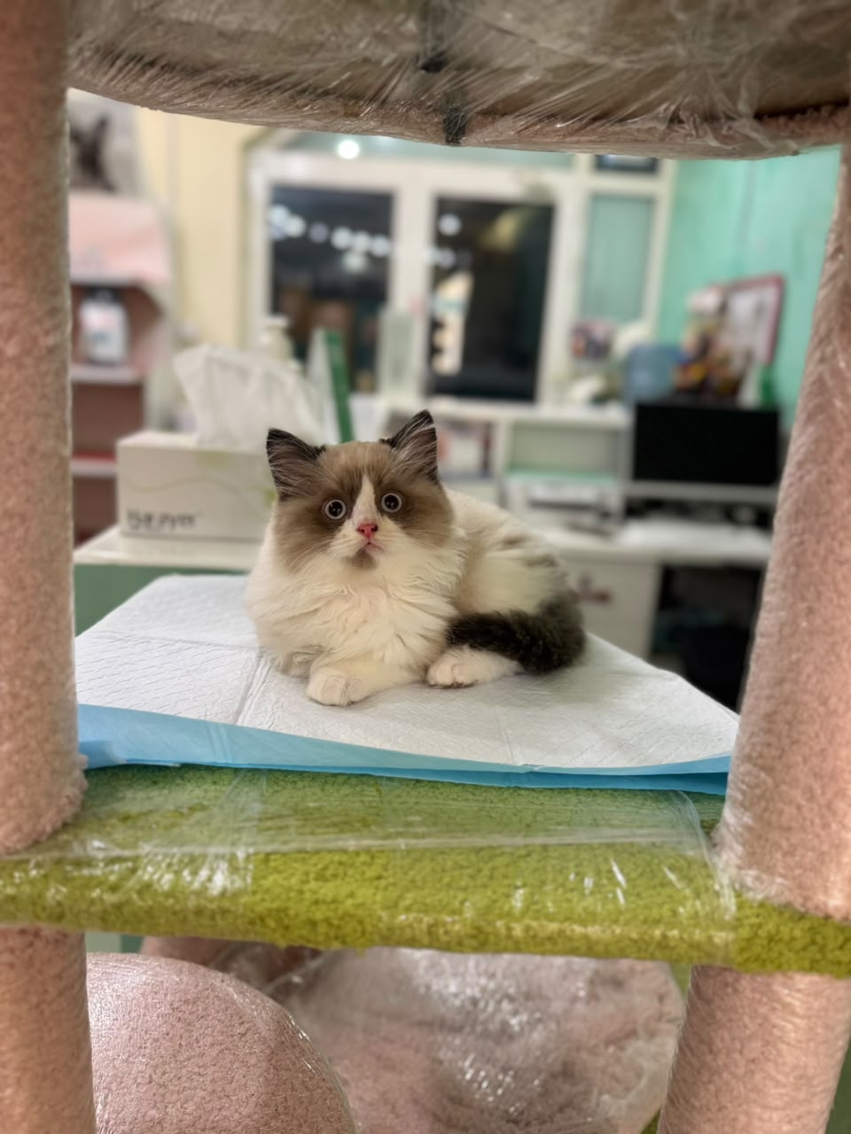RAGDOLL