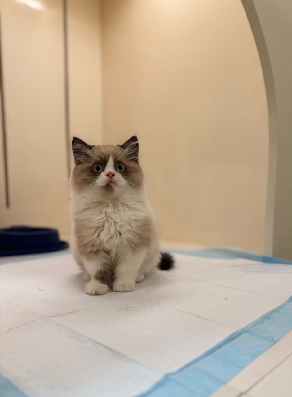 RAGDOLL