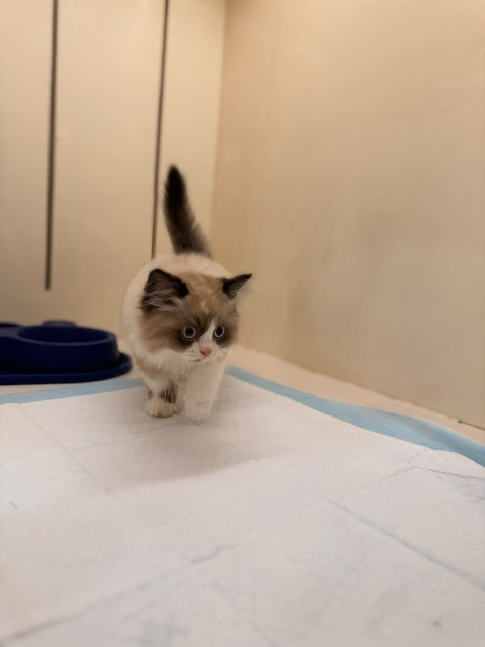RAGDOLL