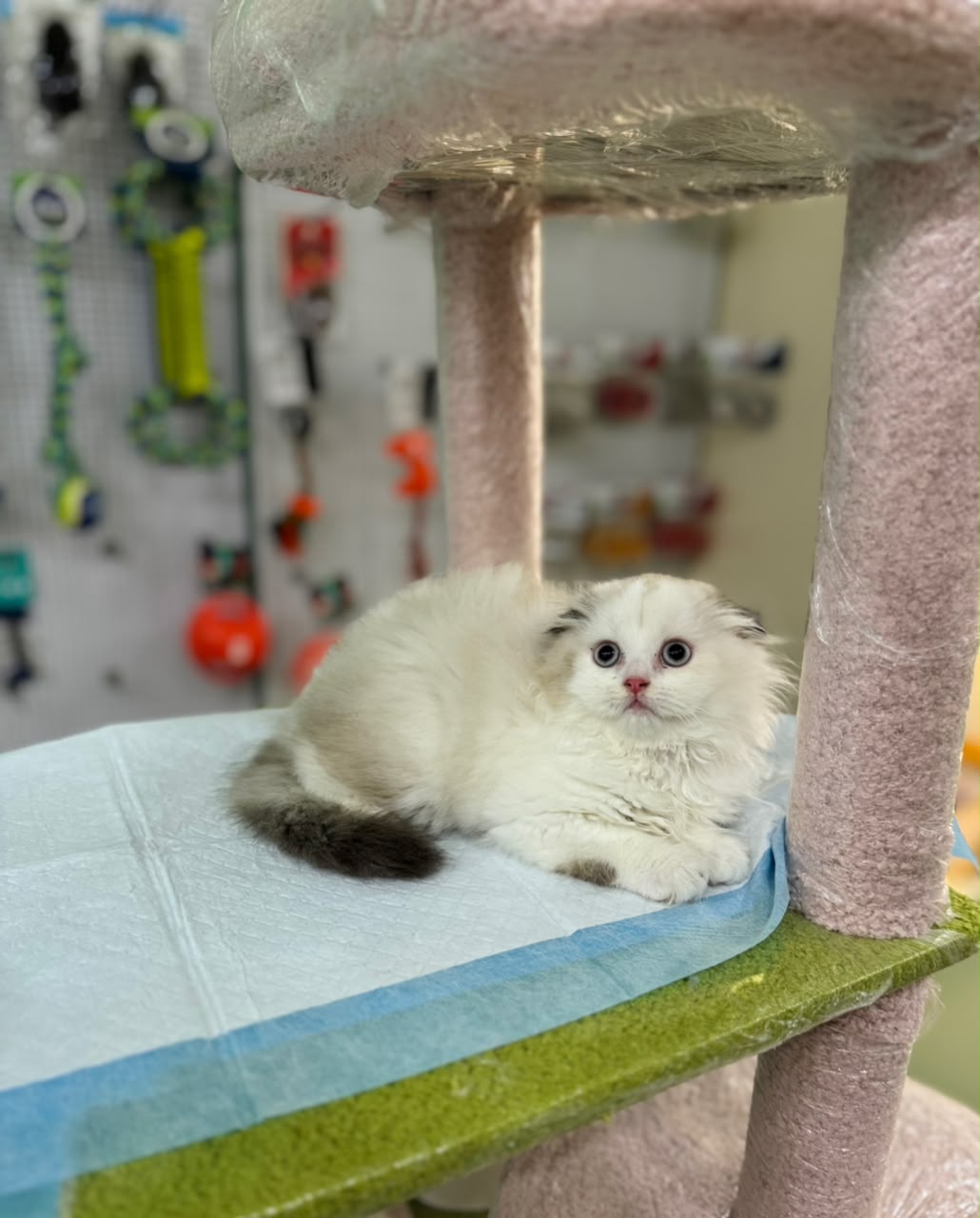 SCOTTISH FOLD