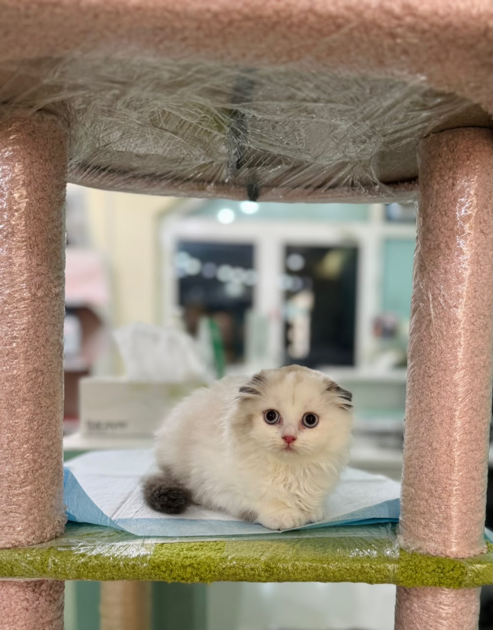 SCOTTISH FOLD