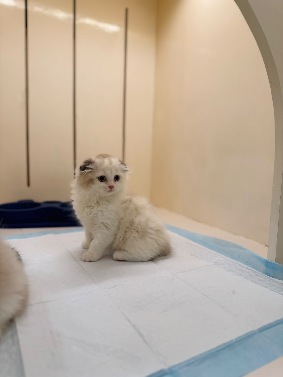 SCOTTISH FOLD