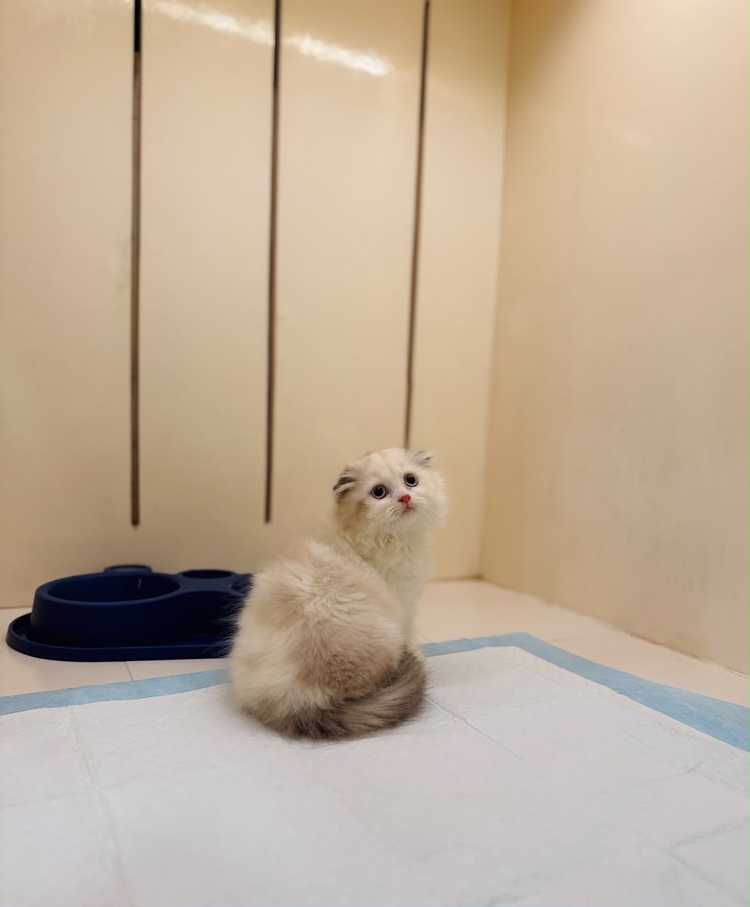 SCOTTISH FOLD