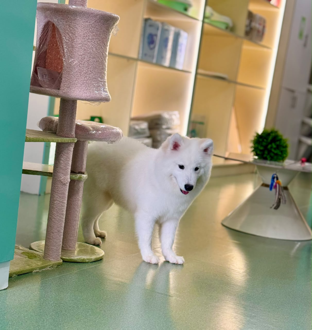 SAMOYED