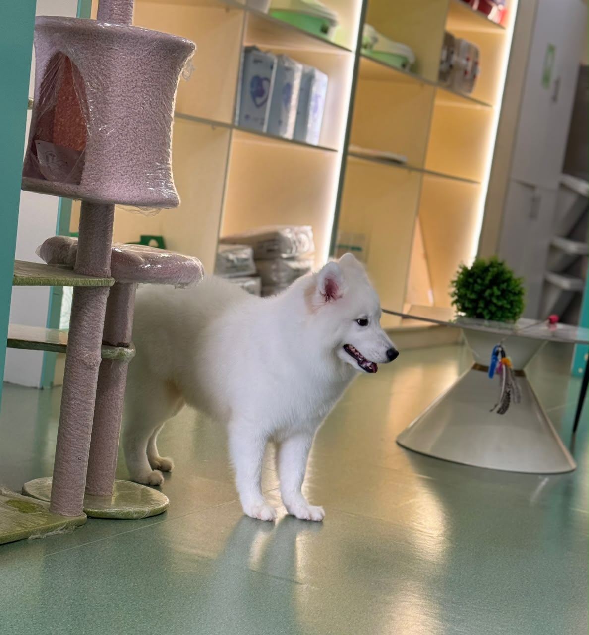 SAMOYED