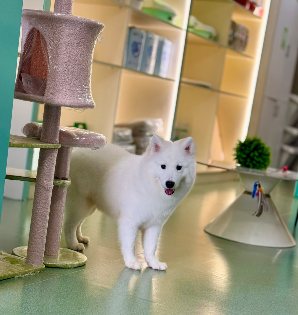 SAMOYED