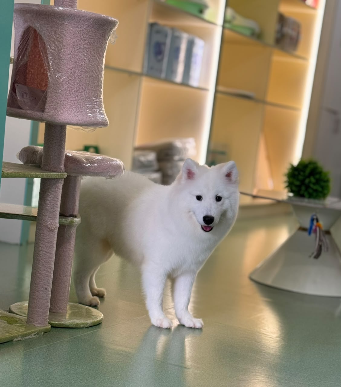 SAMOYED