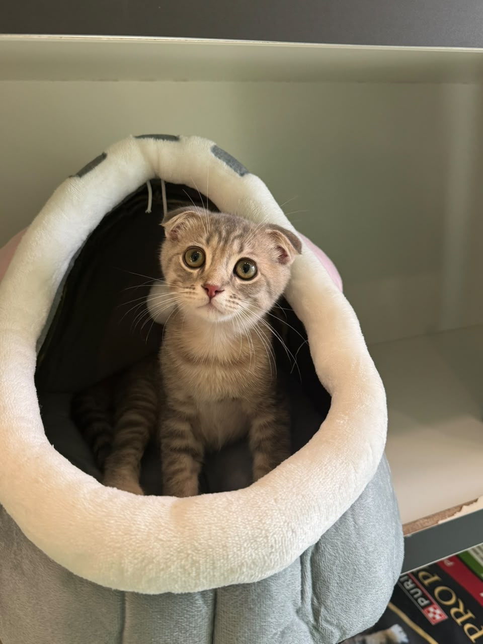 Scottish Fold