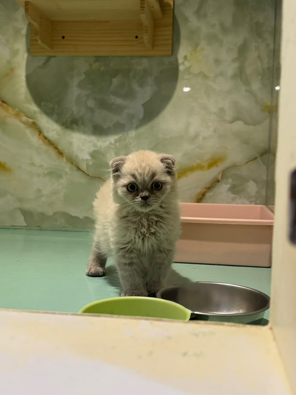 SCOTTISH FOLD