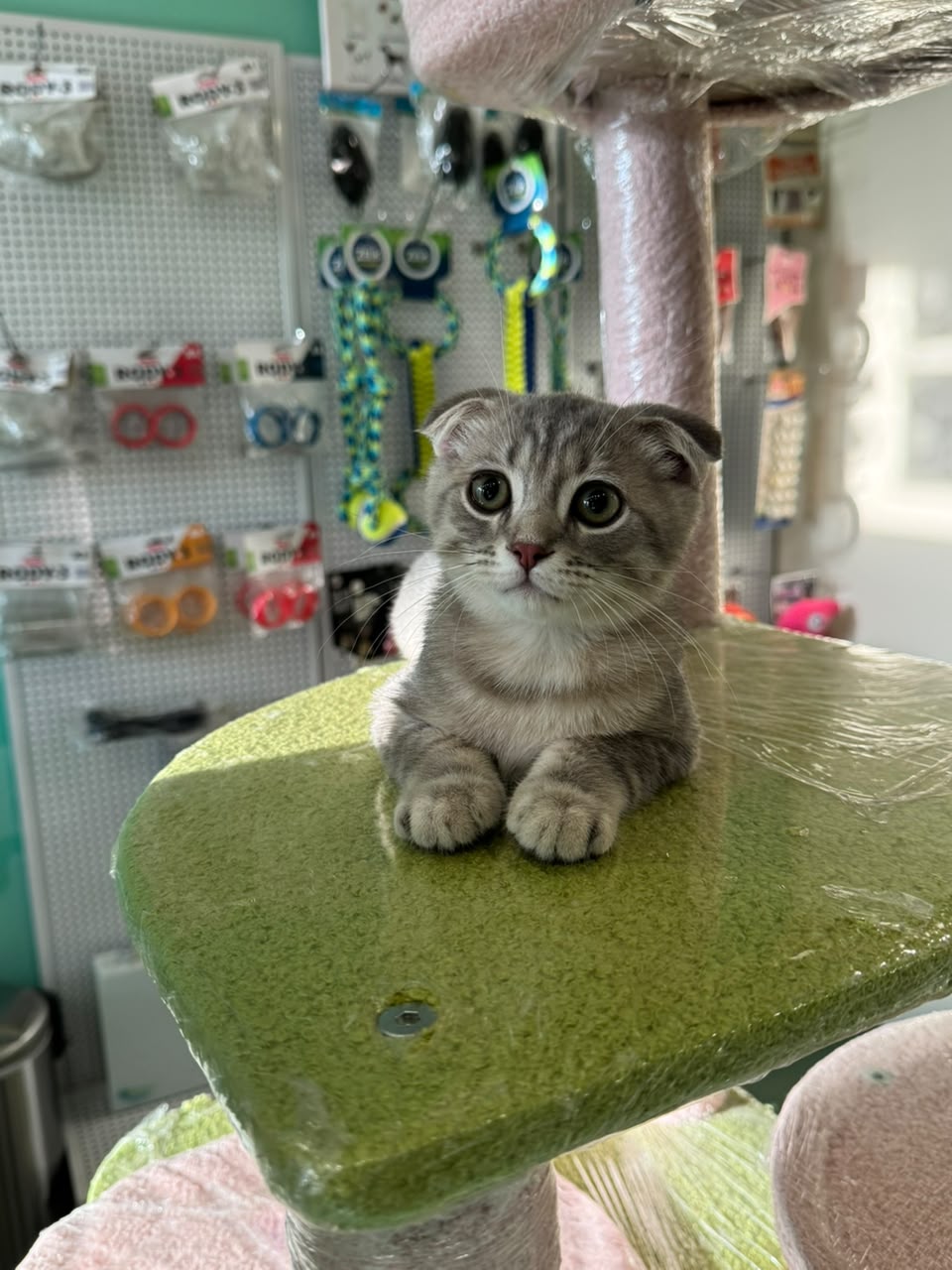Scottish Fold